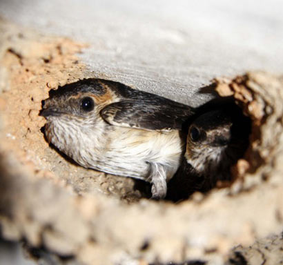 ����:���ӵĴ���������Ѫ��