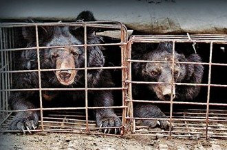 动物的地狱 动物的地狱