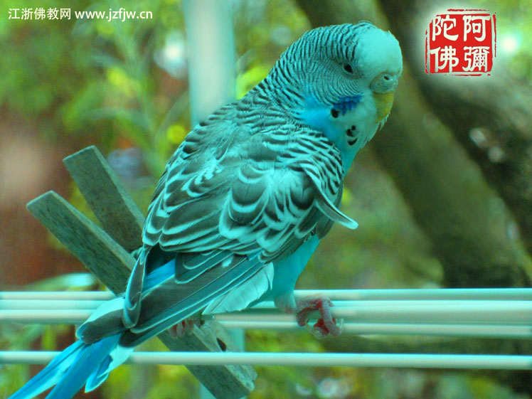 达真堪布:逆境是福田 达真堪布:逆境是福田