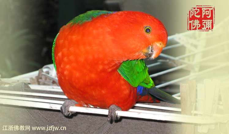 随意放生,等于杀生 随意放生,等于杀生