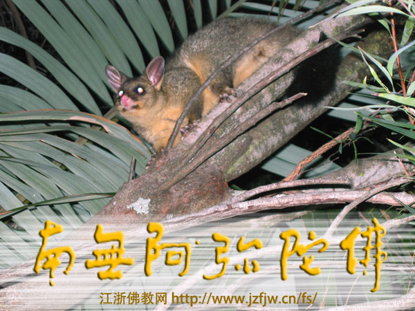 虐待动物为人类增添巨大痛苦 虐待动物为人类增添巨大痛苦