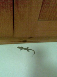 С�ڻ������ŷ�����ʤ����(��ͼ)