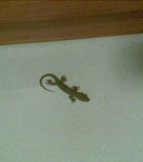 С�ڻ������ŷ�����ʤ����(��ͼ)