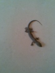 С�ڻ������ŷ�����ʤ����(��ͼ)