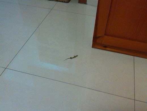 С�ڻ������ŷ�����ʤ����(��ͼ)