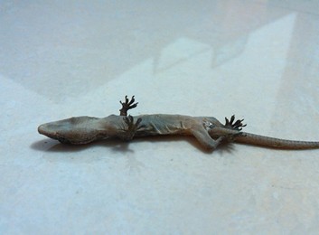 С�ڻ������ŷ�����ʤ����(��ͼ)