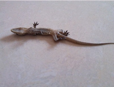 С�ڻ������ŷ�����ʤ����(��ͼ)