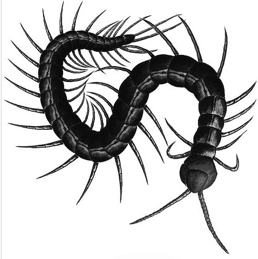 һ��һҹ���ţ���򼾪�˵ĳ��֣�