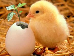 还是少吃鸡蛋吧_养鸡场女子带血忏悔劝告 还是少吃鸡蛋吧_养鸡场女子带血忏悔劝告