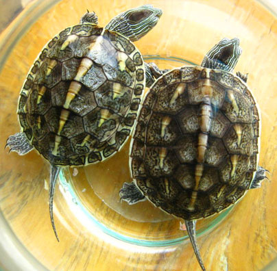 �ڹ�ж�_������������