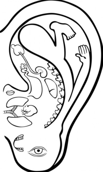 相信吗?原来从耳朵可以看出你活多久!(图) 相信吗?原来从耳朵可以看出你活多久!(图)