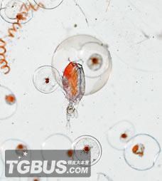 ���Ŵ�25����һ��ˮ��̫������(��ͼ+��Ƶ)