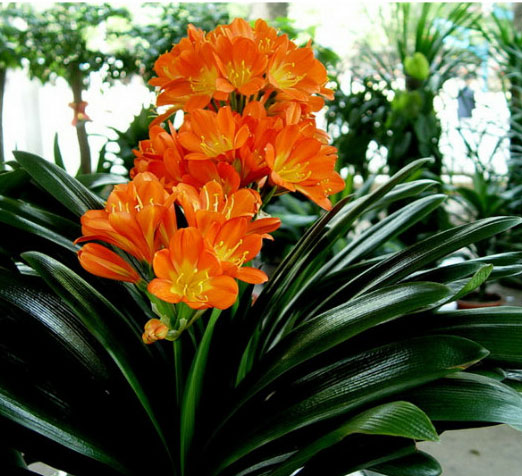 家里放什么花,才能让自己更加长寿? 家里放什么花,才能让自己更加长寿?