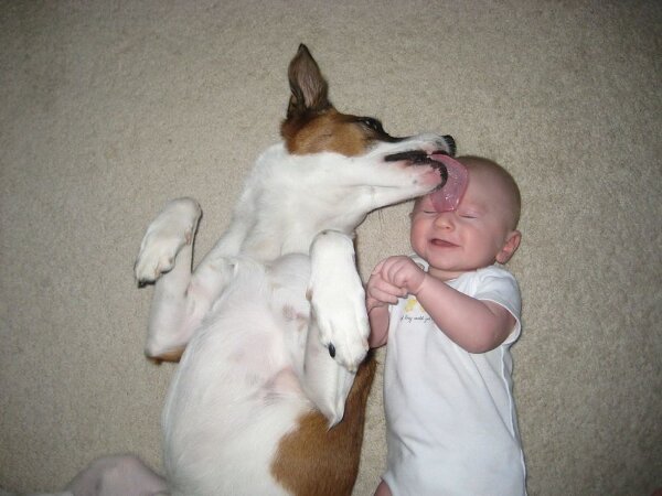 众生皆有灵性---狗是人类的好朋友(图组) 众生皆有灵性---狗是人类的好朋友(图组)