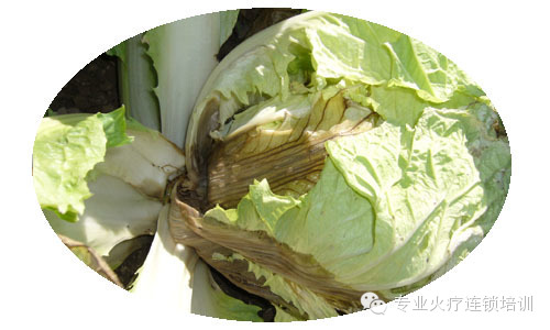 ʷ������߲ˣ����ϸ��������˰�