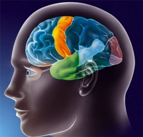 青少年常常不可理喻?那是因为“大脑关机”(图) 青少年常常不可理喻?那是因为“大脑关机”(图)