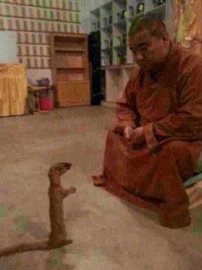 黄鼠狼竟能听懂人话并在皈依后顺利往生 黄鼠狼竟能听懂人话并在皈依后顺利往生