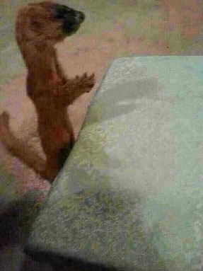 黄鼠狼竟能听懂人话并在皈依后顺利往生 黄鼠狼竟能听懂人话并在皈依后顺利往生