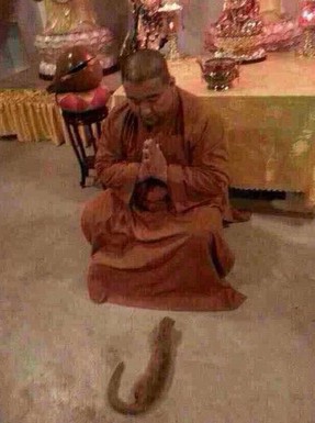 黄鼠狼竟能听懂人话并在皈依后顺利往生 黄鼠狼竟能听懂人话并在皈依后顺利往生