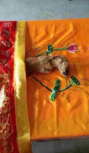 黄鼠狼竟能听懂人话并在皈依后顺利往生 黄鼠狼竟能听懂人话并在皈依后顺利往生