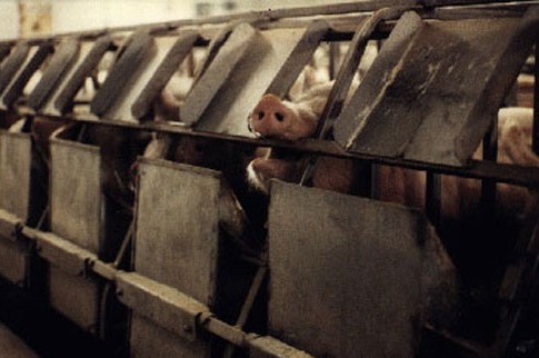 ��ʳ���أ���˭ıɱ����Ľ�����