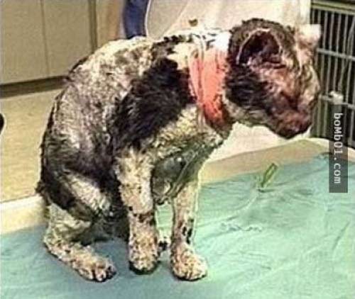 纽约这只猫反复冲进火海5次,只为了…看到的人都落泪了 纽约这只猫反复冲进火海5次,只为了…看到的人都落泪了