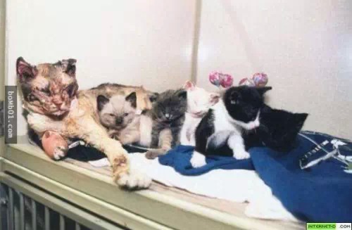 纽约这只猫反复冲进火海5次,只为了…看到的人都落泪了 纽约这只猫反复冲进火海5次,只为了…看到的人都落泪了