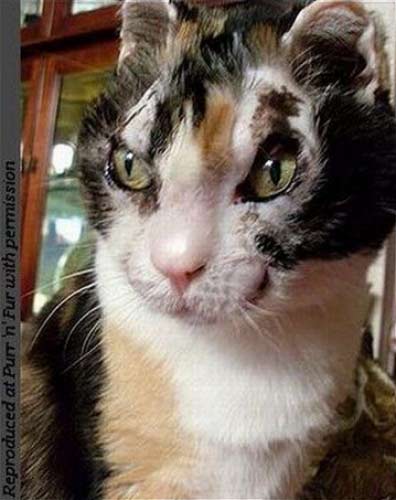 纽约这只猫反复冲进火海5次,只为了…看到的人都落泪了 纽约这只猫反复冲进火海5次,只为了…看到的人都落泪了