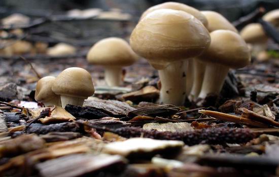 医生透露的秘密:肾虚第一杀手竟然是....一定要少吃! 医生透露的秘密:肾虚第一杀手竟然是....一定要少吃!