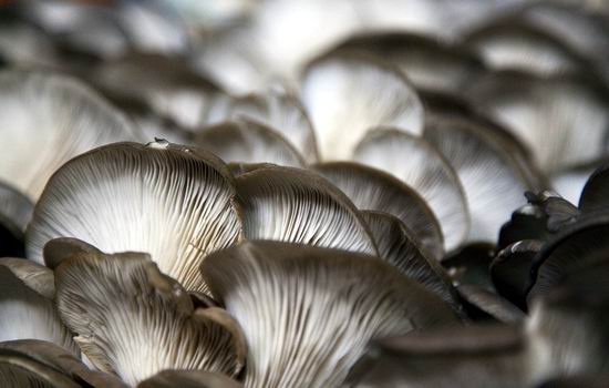 医生透露的秘密:肾虚第一杀手竟然是....一定要少吃! 医生透露的秘密:肾虚第一杀手竟然是....一定要少吃!