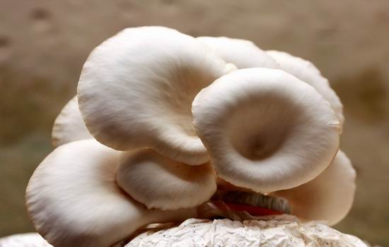 医生透露的秘密:肾虚第一杀手竟然是....一定要少吃! 医生透露的秘密:肾虚第一杀手竟然是....一定要少吃!