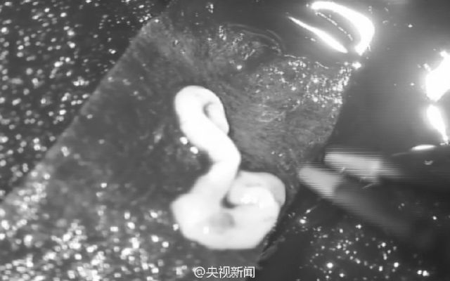 佛说杀生食肉者,常受短命多病身(附惨烈实例) 佛说杀生食肉者,常受短命多病身(附惨烈实例)