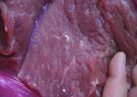 佛说杀生食肉者,常受短命多病身(附惨烈实例) 佛说杀生食肉者,常受短命多病身(附惨烈实例)