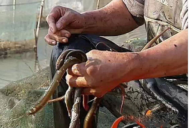 佛说杀生食肉者,常受短命多病身(附惨烈实例) 佛说杀生食肉者,常受短命多病身(附惨烈实例)