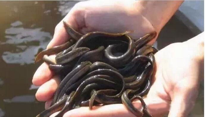 佛说杀生食肉者,常受短命多病身(附惨烈实例) 佛说杀生食肉者,常受短命多病身(附惨烈实例)