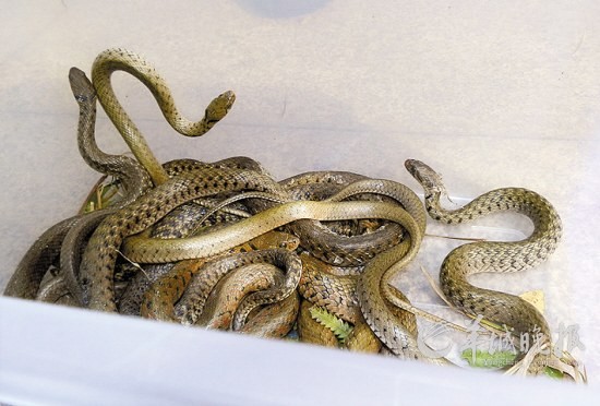 佛说杀生食肉者,常受短命多病身(附惨烈实例) 佛说杀生食肉者,常受短命多病身(附惨烈实例)