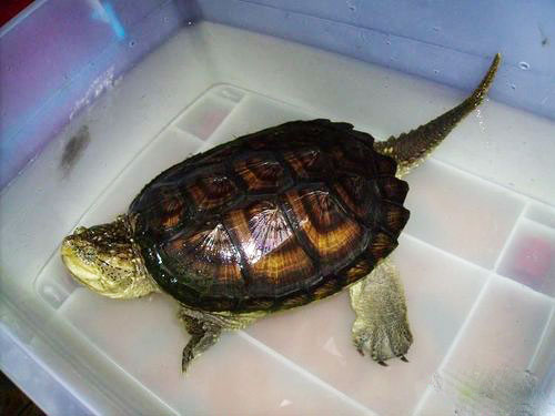 佛说杀生食肉者,常受短命多病身(附惨烈实例) 佛说杀生食肉者,常受短命多病身(附惨烈实例)