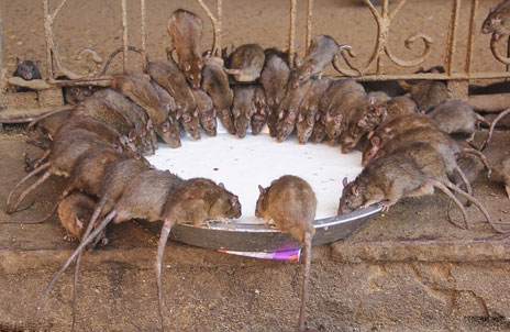 佛说杀生食肉者,常受短命多病身(附惨烈实例) 佛说杀生食肉者,常受短命多病身(附惨烈实例)