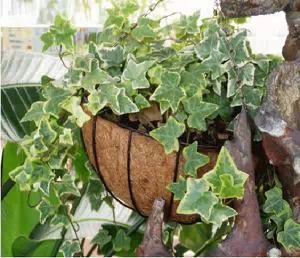 随手扔掉的7种废物竟是宝贝 随手扔掉的7种废物竟是宝贝