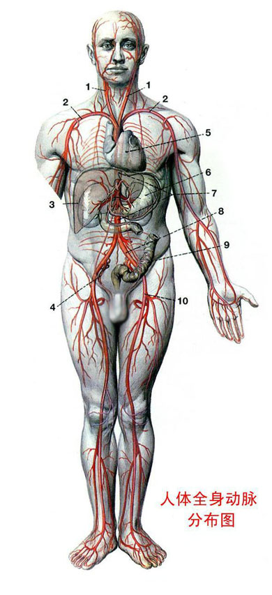 Ѫ�ܶ���ʱ���ио���