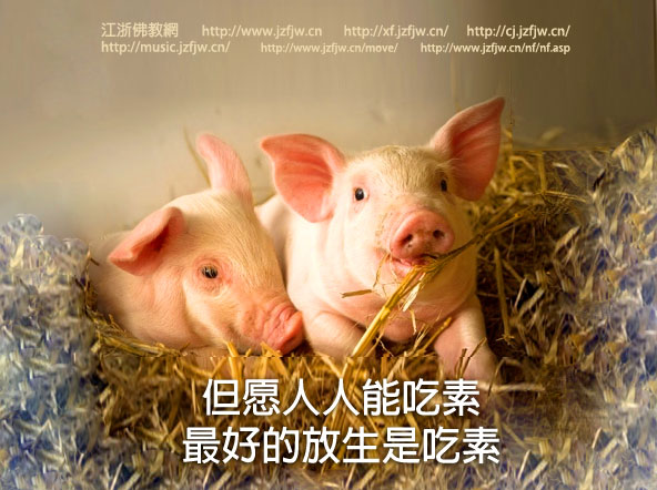 上天让人类吃素!明星也在吃素,看完的人都转出去了 上天让人类吃素!明星也在吃素,看完的人都转出去了