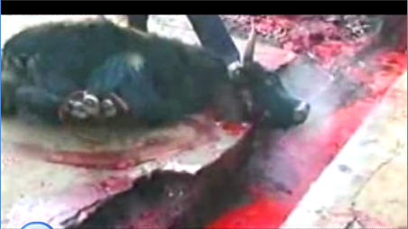 屠宰场是人间地狱 屠宰场是人间地狱