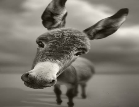 ¿�ĸ���������������