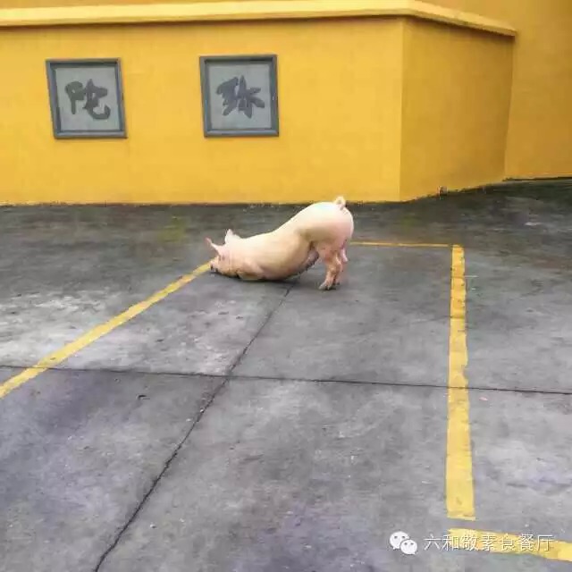 �����ģ�һͷ���ܵ���Ժ�ſڹ��£����죬������壩