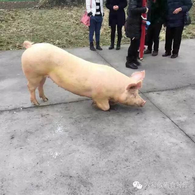 �����ģ�һͷ���ܵ���Ժ�ſڹ��£����죬������壩