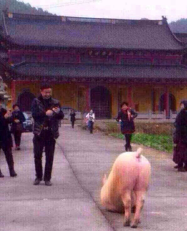 �����ģ�һͷ���ܵ���Ժ�ſڹ��£����죬������壩