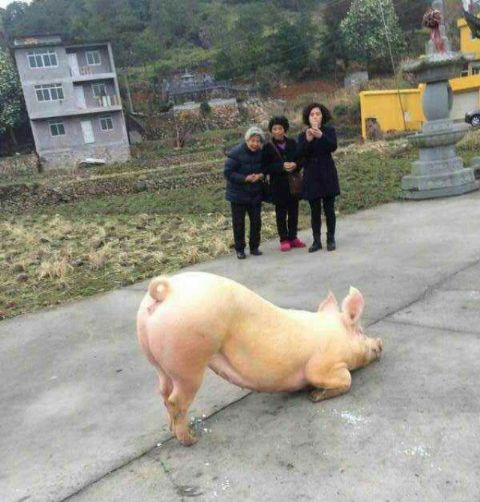 (����ԭ������������ɱǰһ�죬��ȥ��Ժ��������