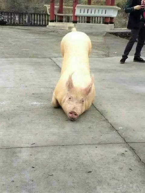 (����ԭ������������ɱǰһ�죬��ȥ��Ժ��������