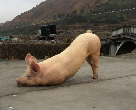 (����ԭ������������ɱǰһ�죬��ȥ��Ժ��������