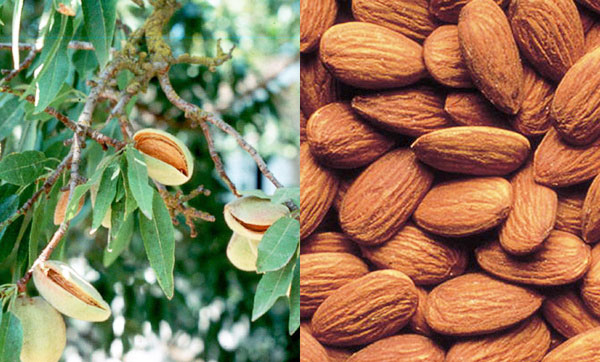 掌管健康的6种神奇坚果 掌管健康的6种神奇坚果